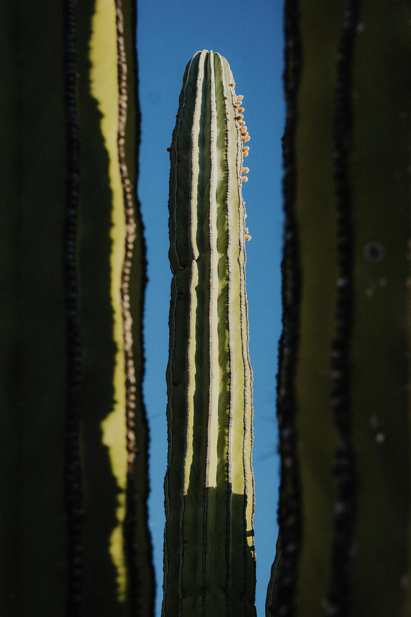 Desert Photograph - Huge Cactuses On A Blue Sky by Cavan Images