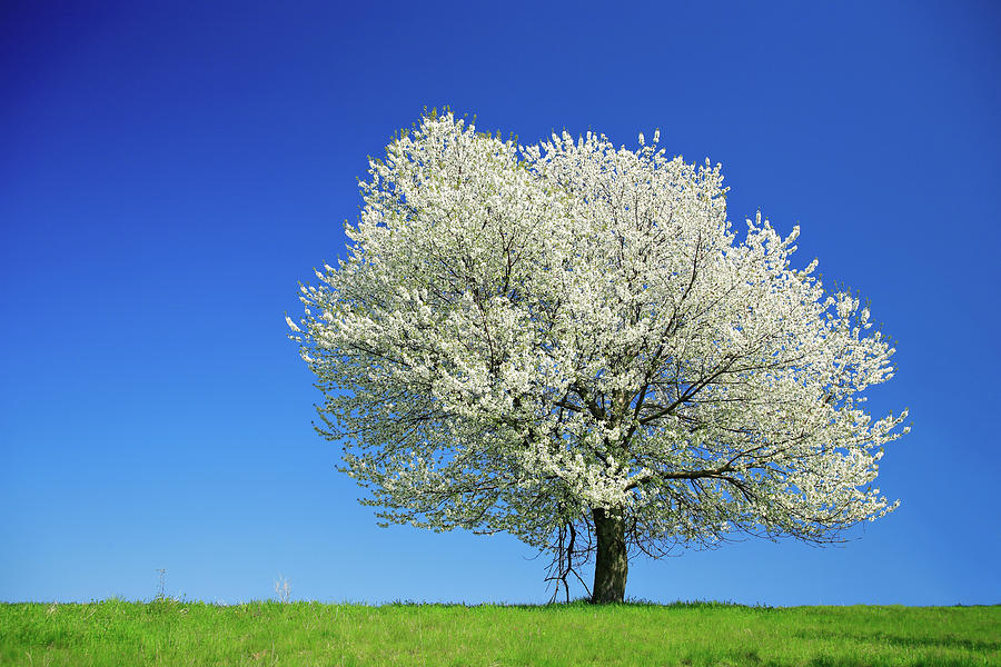 Huge Cherry Tree Blooming On Meadow In Photograph by Avtg