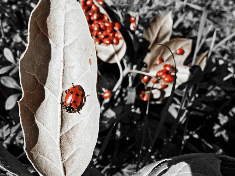Insects Photograph - Huge Clump Of Ladybugs Roam And Mate by Brandon Hauser