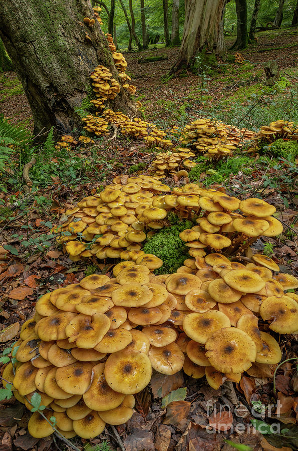 Mushroom Photograph - Huge Clumps Of Honey Fungus Around The Base Of An Old Tree by Bob Gibbons/science Photo Library