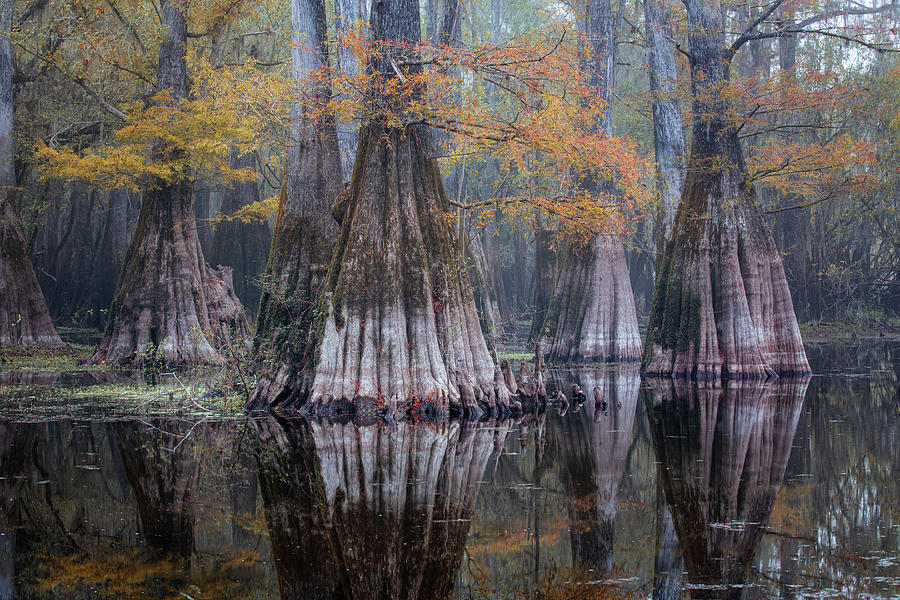 Huge Cypress Trees  in the water Photograph by Alex Mironyuk