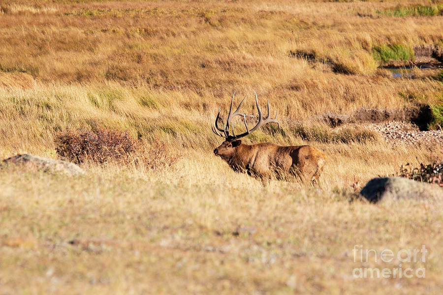 Huge Elk in Rocky Mountain National Park Photograph by Steven Krull