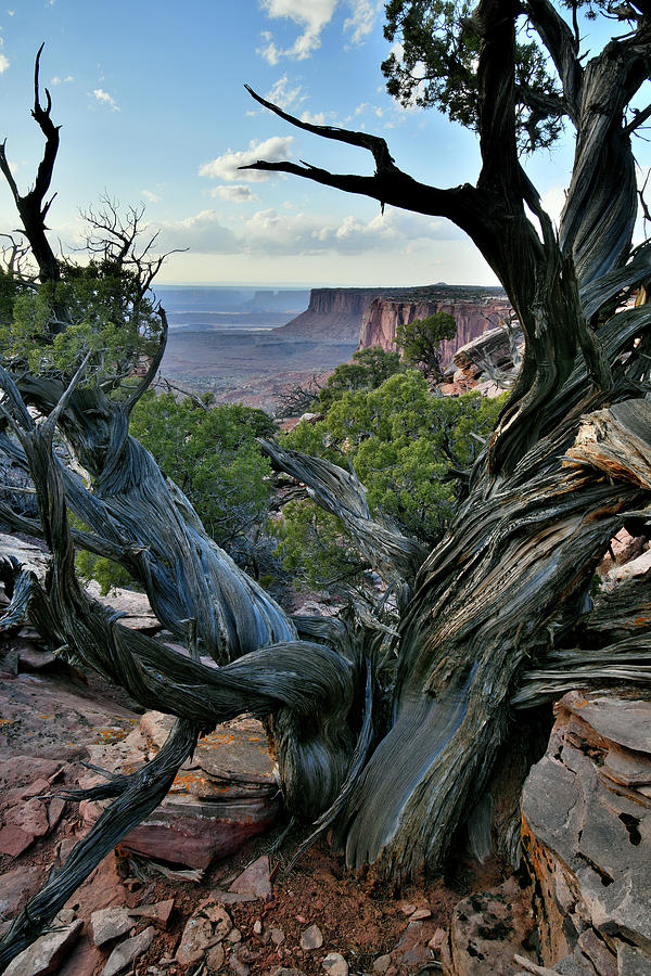 Huge Gnarly Juniper in Canyonlands NP Photograph by Ray Mathis