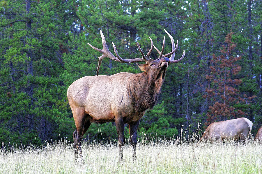 Huge Old Elk Bull In Rut Posture Ready And Willing To Fight To Protect 