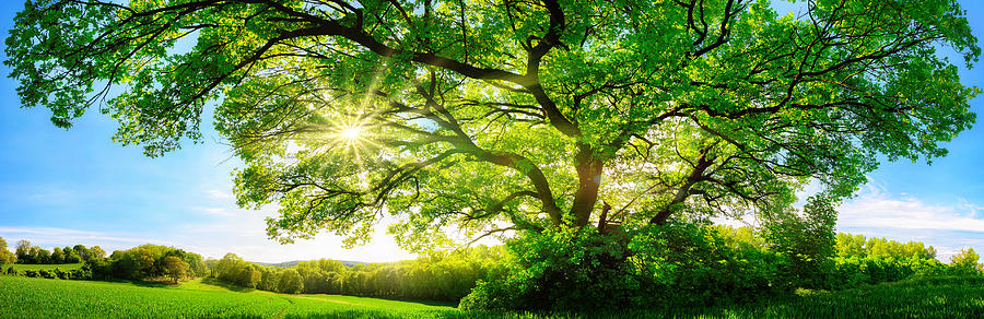 Huge Tree Photograph by Art Deco Artist - Fine Art America