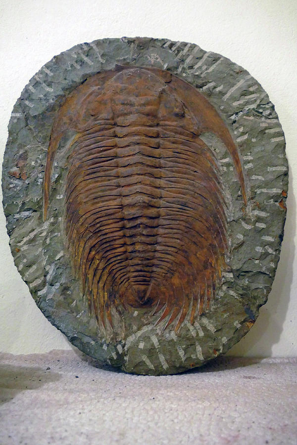 Morocco Photograph - Huge trilobite fossil, hundreds of millions of years old by Steve Estvanik
