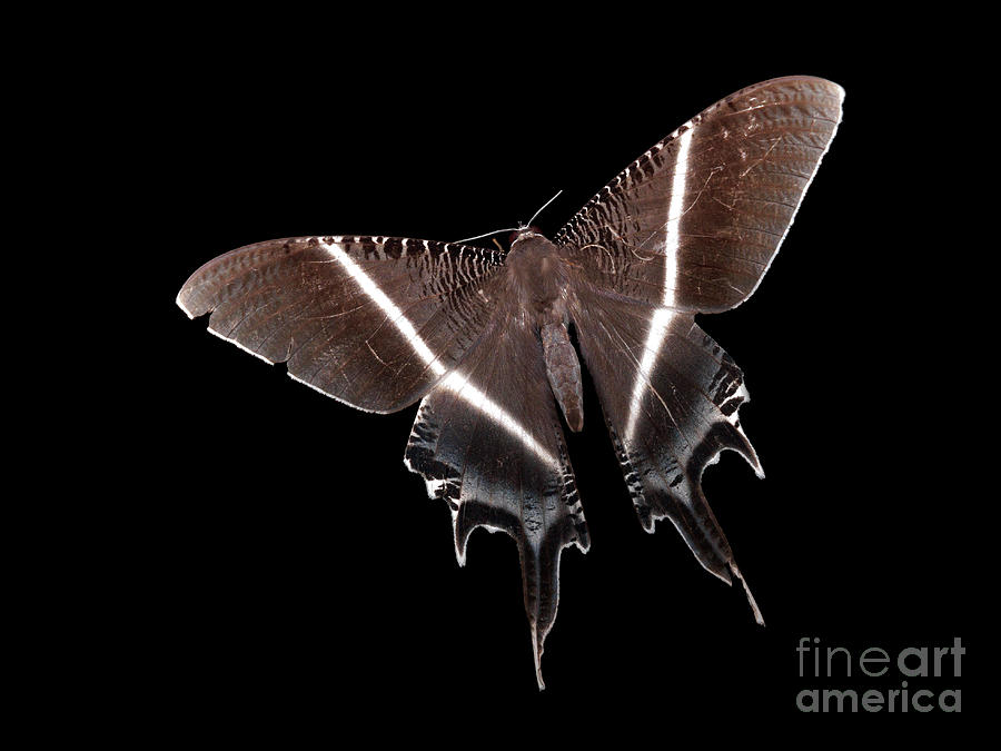 Huge Tropical Swallow Tail Uraniid Moth Photograph by Whitworth Images