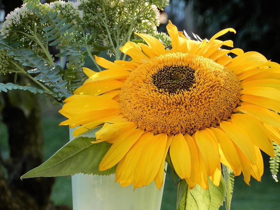Huge Yellow Sunflower Photograph
