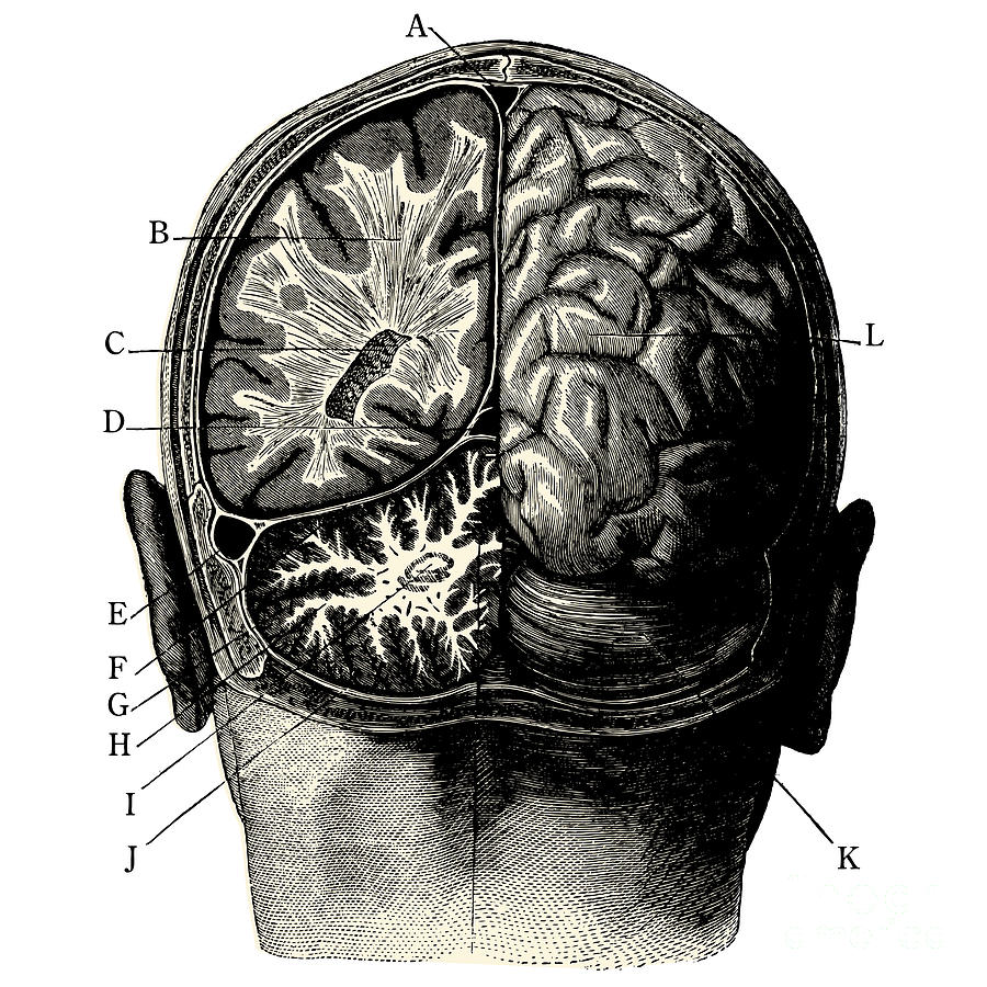 Engraving Digital Art - Humain Brain -vintage Engraved by Lynea Engraving Digital Art - Humain Brain -vintage Engraved by Lynea