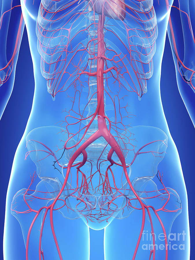 Human Abdominal Arteries Photograph by Sebastian Kaulitzki/science ...