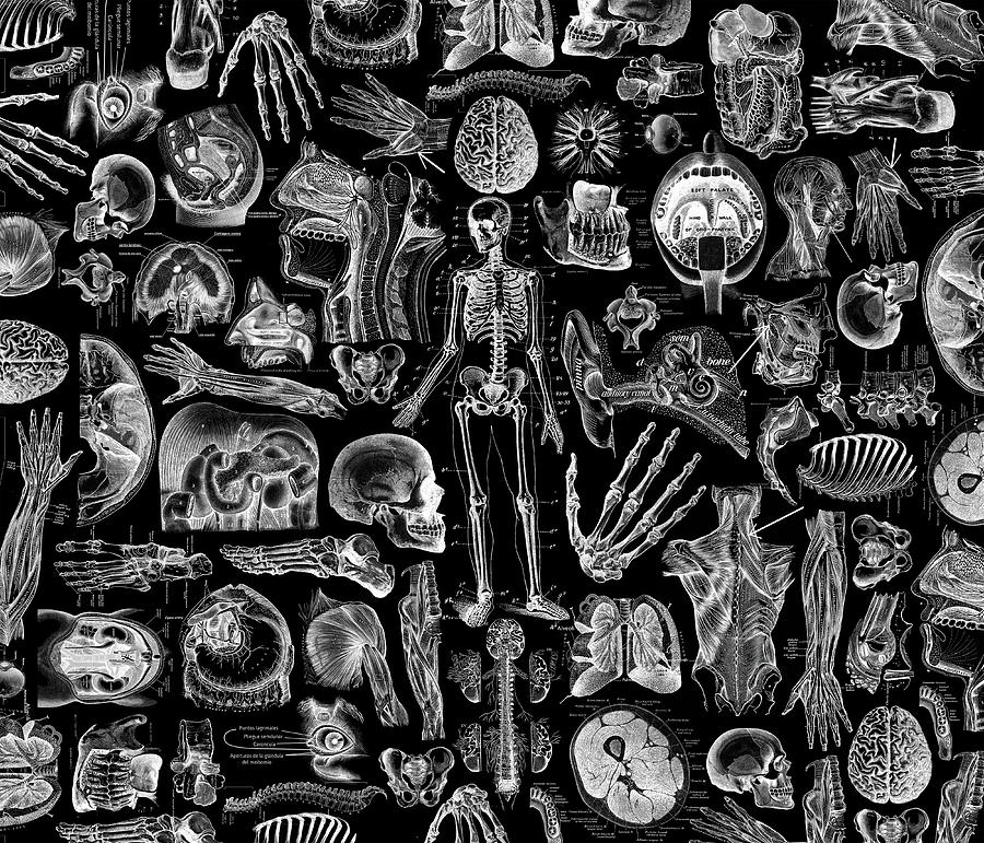 Skeleton Digital Art - Human Anatomy -black print by Adam Campen