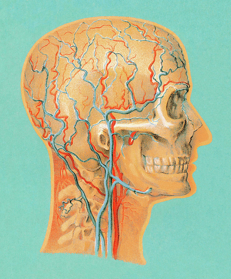 Vintage Drawing - Human Anatomy Head by CSA Images