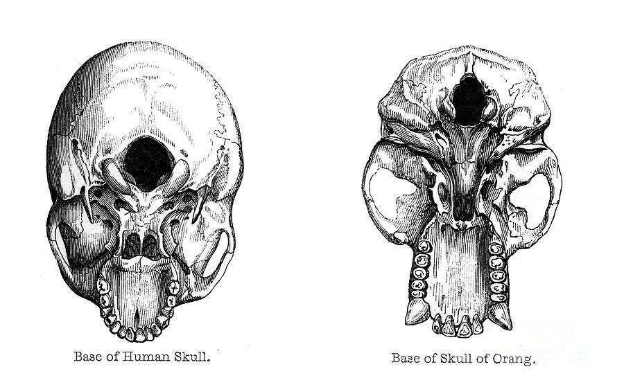 Human And Orang-utan Skulls, 1848 Drawing by Print Collector