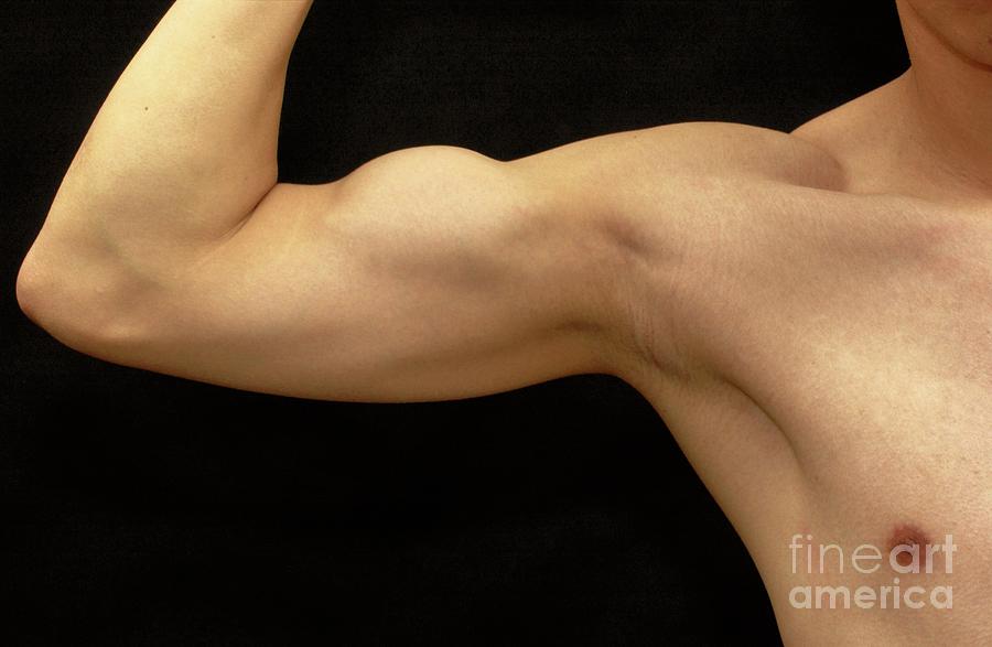 Back Arm Muscles Photograph by Asklepios Medical Atlas - Fine Art