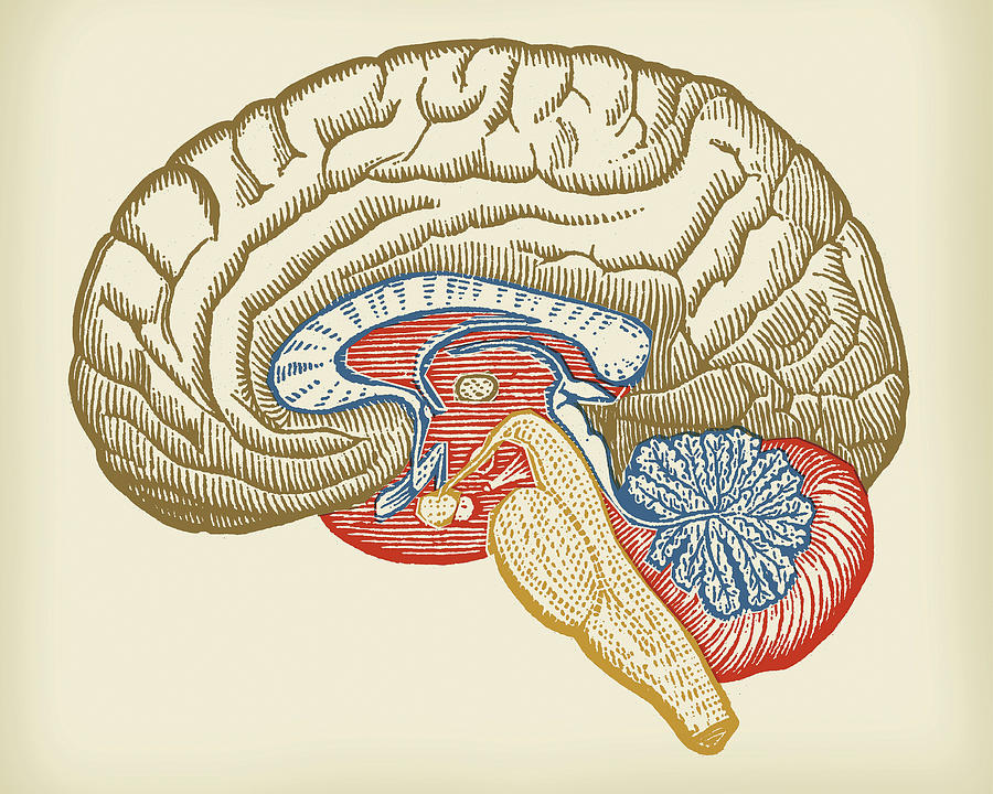 Vintage Drawing - Human Brain by CSA Images