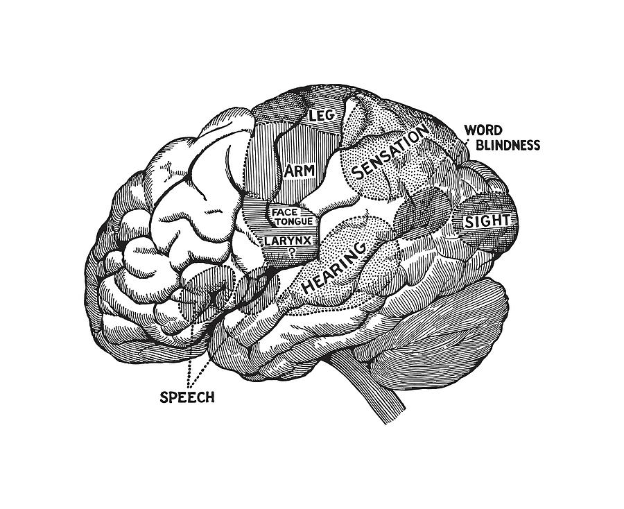 Human Brain Drawing Line - Brain Outline Transparent Background, HD Png  Download , Transparent Png Image - PNGitem
