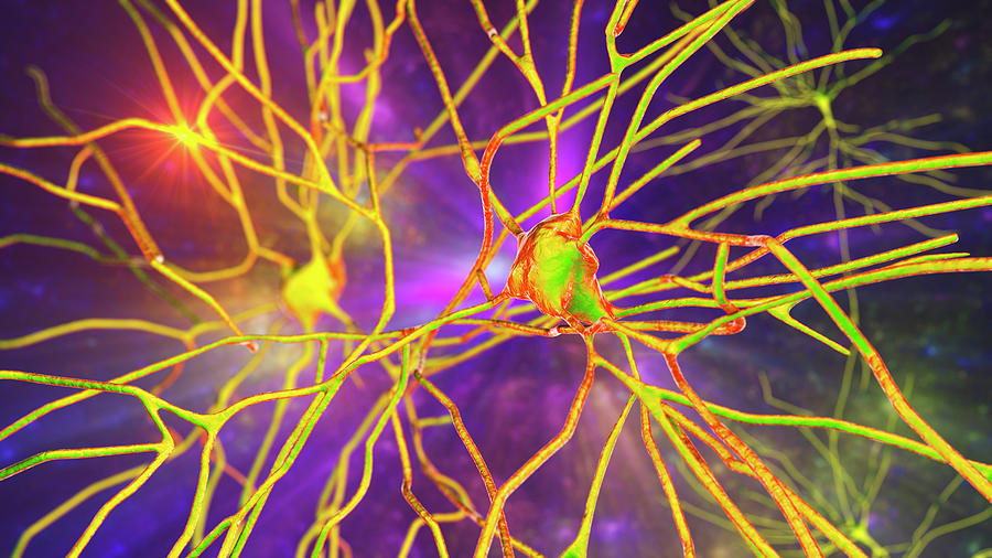 Human Brain Nerve Cells, Illustration Photograph by Kateryna Kon