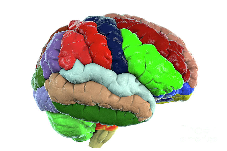 Human Brain With Gyri Highlighted Photograph by Kateryna Kon/science ...