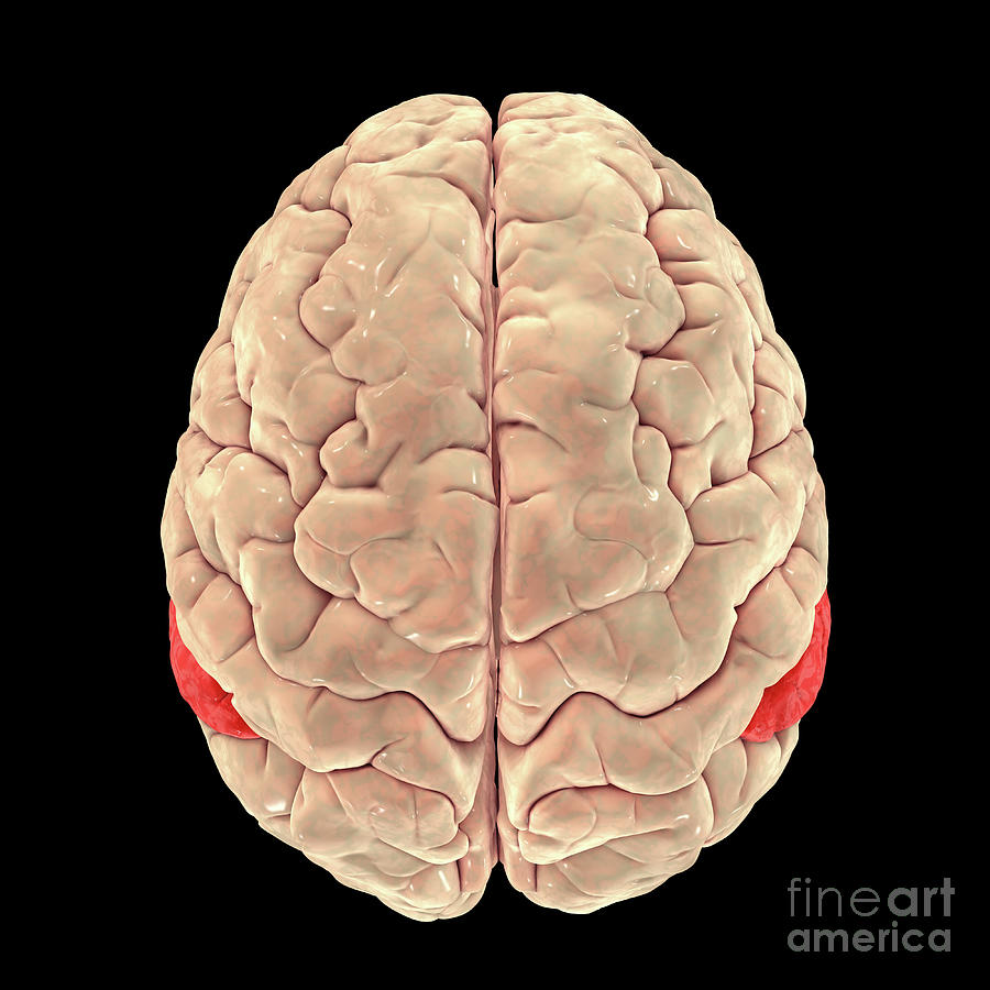 Human Brain With Highlighted Angular Gyrus Photograph by Kateryna Kon/science Photo Library