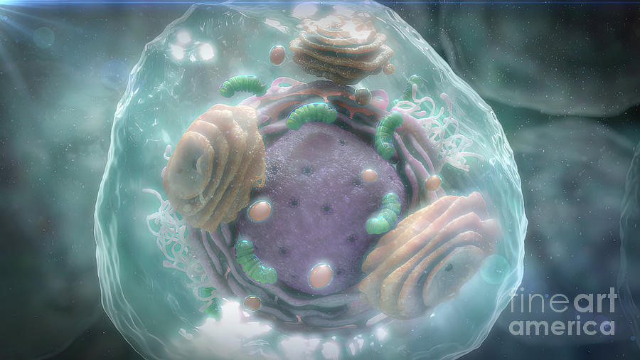 Human Cell Photograph by Helix Animation / Science Photo Library - Fine ...