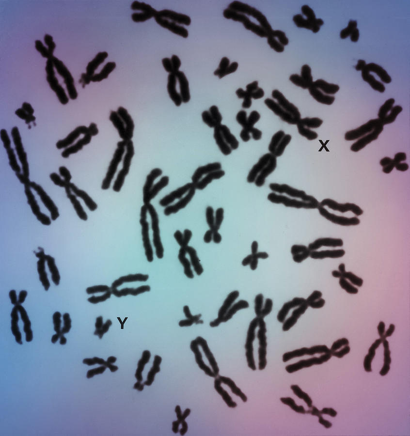 Human Chromosomes Photograph by Biophoto Associates
