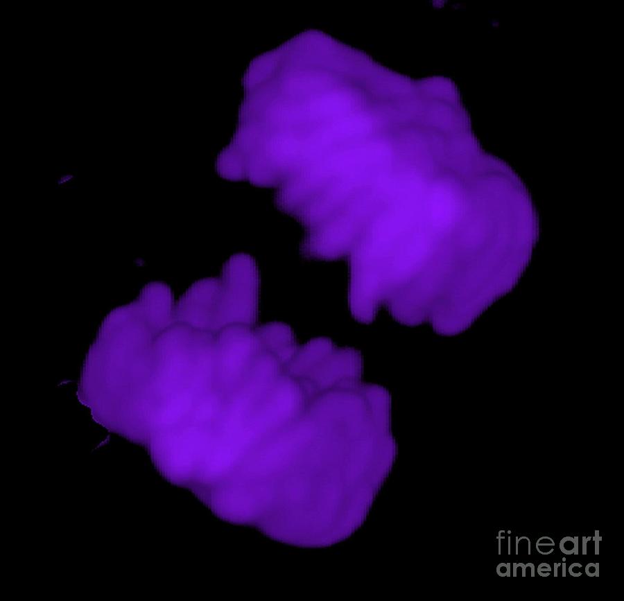 Human Chromosomes In Late Anaphase Photograph by Dr Matthew Daniels/science Photo Library