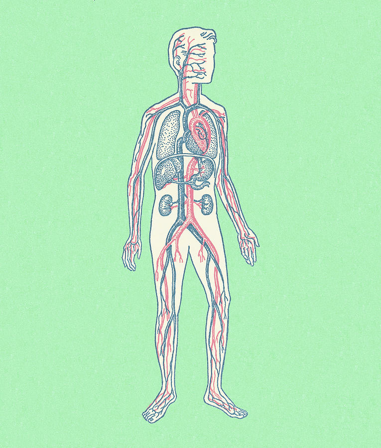 Human Circulatory System Drawing By Csa Images