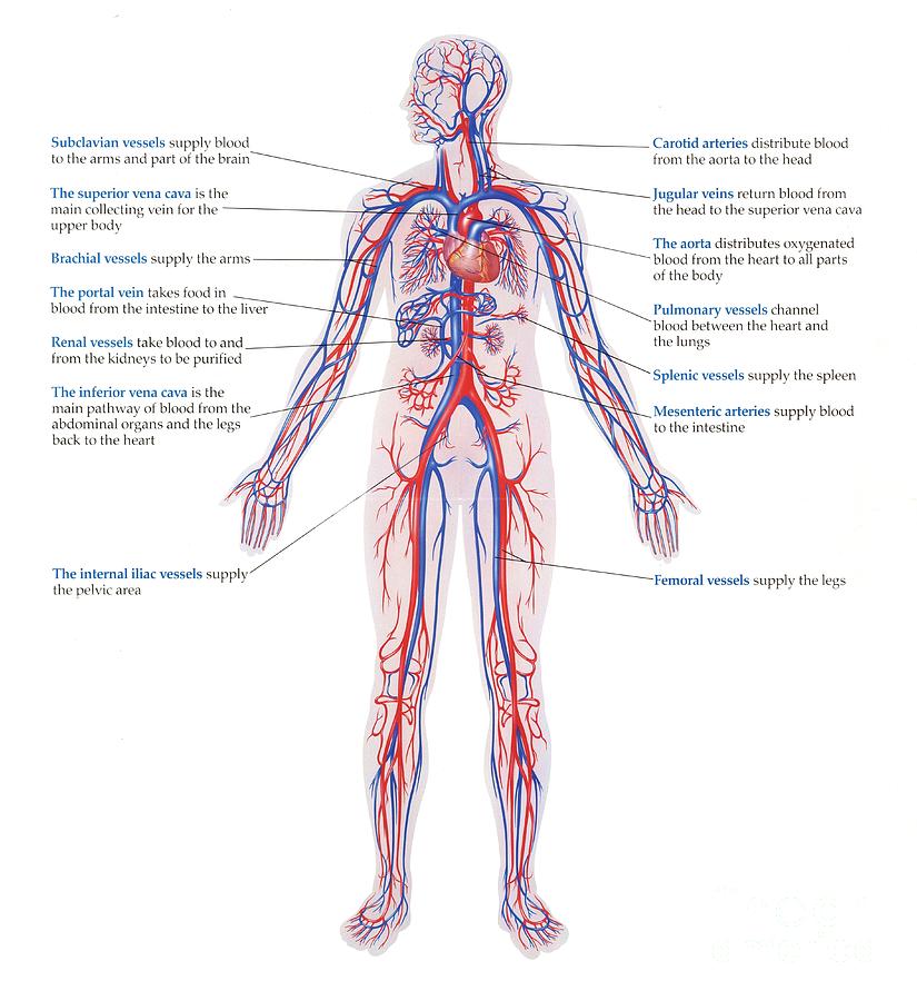 Human Circulatory System by John Bavosi/science Photo Library