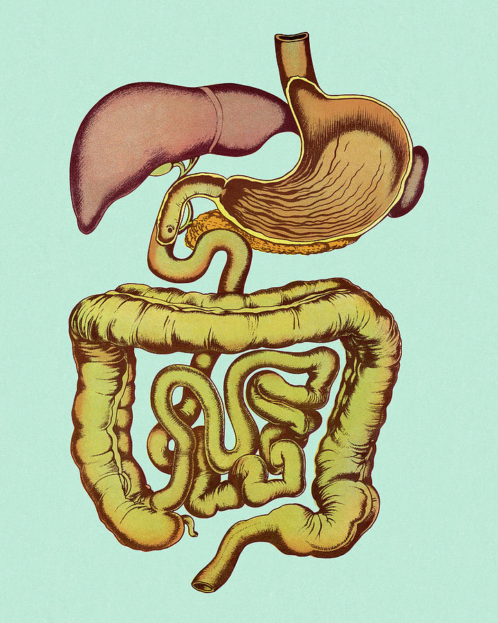 Vintage Drawing - Human Digestive System by CSA Images