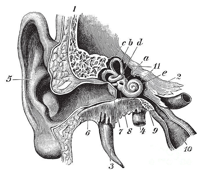 sketch of human ear