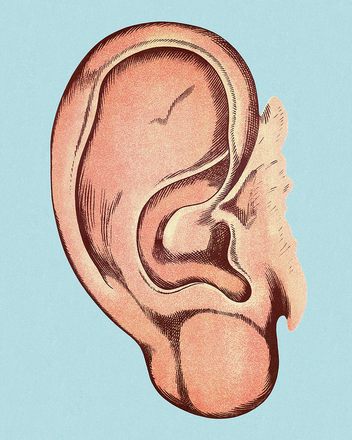 Vintage Drawing - Human Ear by CSA Images