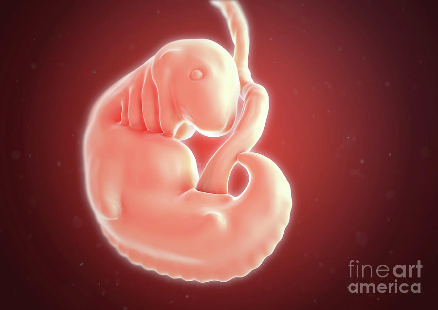 Human Embryo At 6 Weeks Photograph by Science Photo Library Human Embryo At 6 Weeks Photograph by Science Photo Library