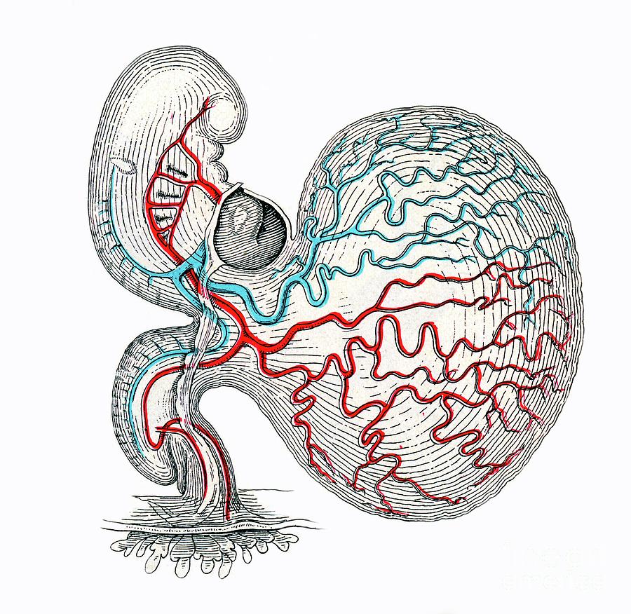 Human Embryo With Yolk Sac Photograph by Microscape/science Photo Library