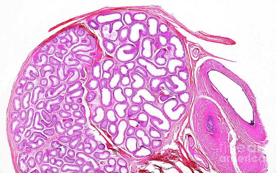 Human Epididymis Photograph By Nigel Downerscience Photo Library