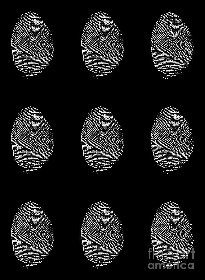 Human Fingerprints Photograph by Cordelia Molloy/science Photo Library ...