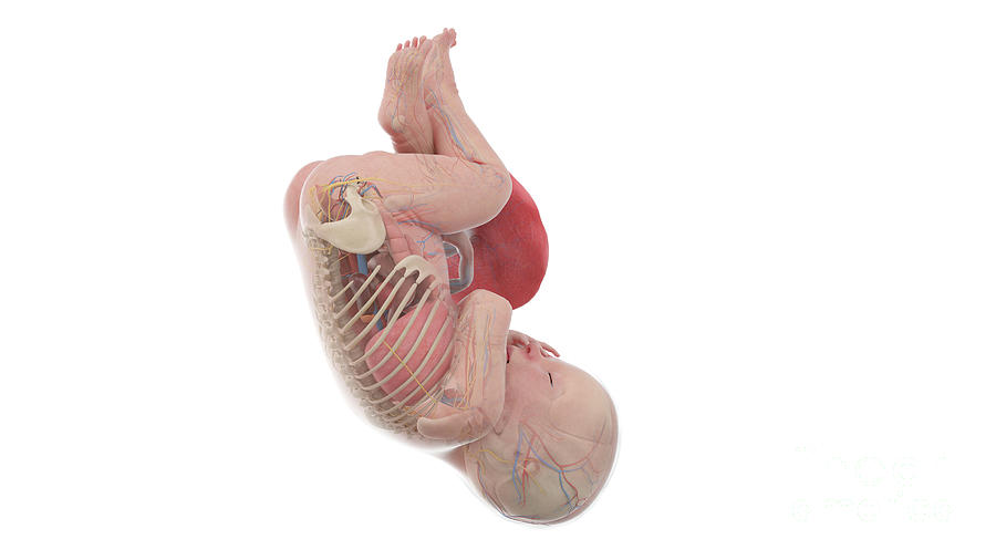 Human Foetus Anatomy At Week 41 Photograph by Sebastian Kaulitzki ... Biology Diagrams