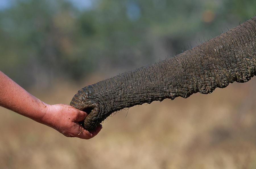 Human Hand And Elephant Trunk Photograph by Nhpa