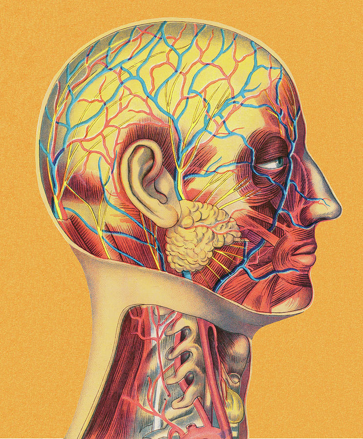 Vintage Drawing - Human Head Anatomy by CSA Images