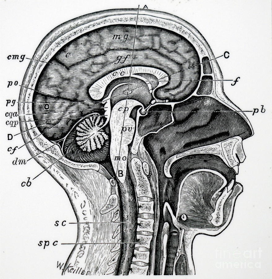 Human Head And Neck Photograph by Universal History Archive/science ...