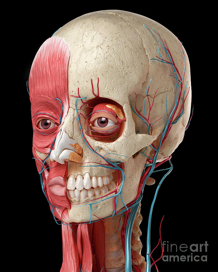 human skull anatomy with muscles