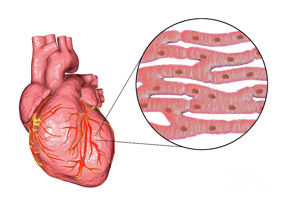 human-heart-and-cardiac-muscle-photograph-by-kateryna-kon-science-photo