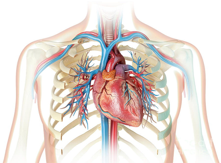 Human Heart And Chest Photograph by Leonello Calvetti/science Photo ...