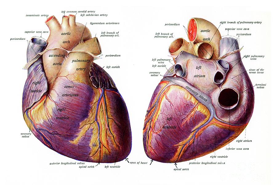 Human Heart Photograph by Microscape/science Photo Library