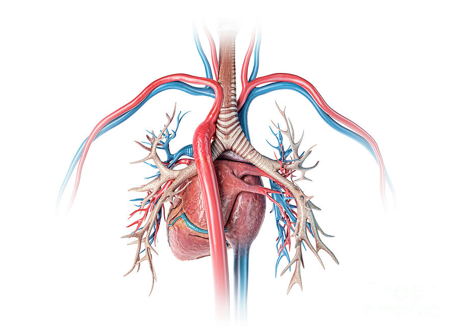 Human Heart With Bronchial Tree Photograph By Leonello Calvettiscience Photo Library Pixels