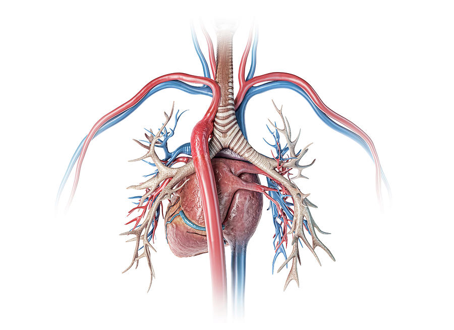 Human Heart With Vessels And Bronchial Photograph By Leonello Calvetti Pixels