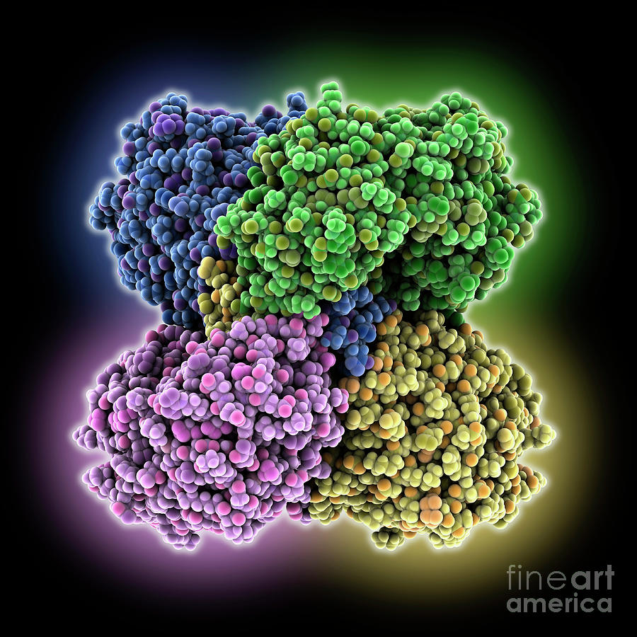 Human Kidney Aldehyde Dehydrogenase 1a1 Photograph By Laguna Design ...