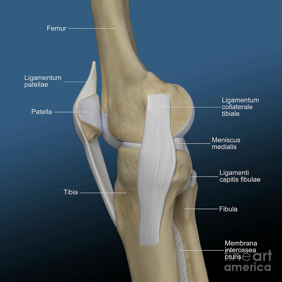 Human Knee Photograph by Simone Alexowski/science Photo Library - Fine ...