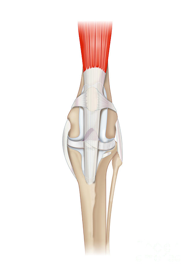 Human Knee With Healthy Patella Photograph by Samantha Elmhurst/science ...