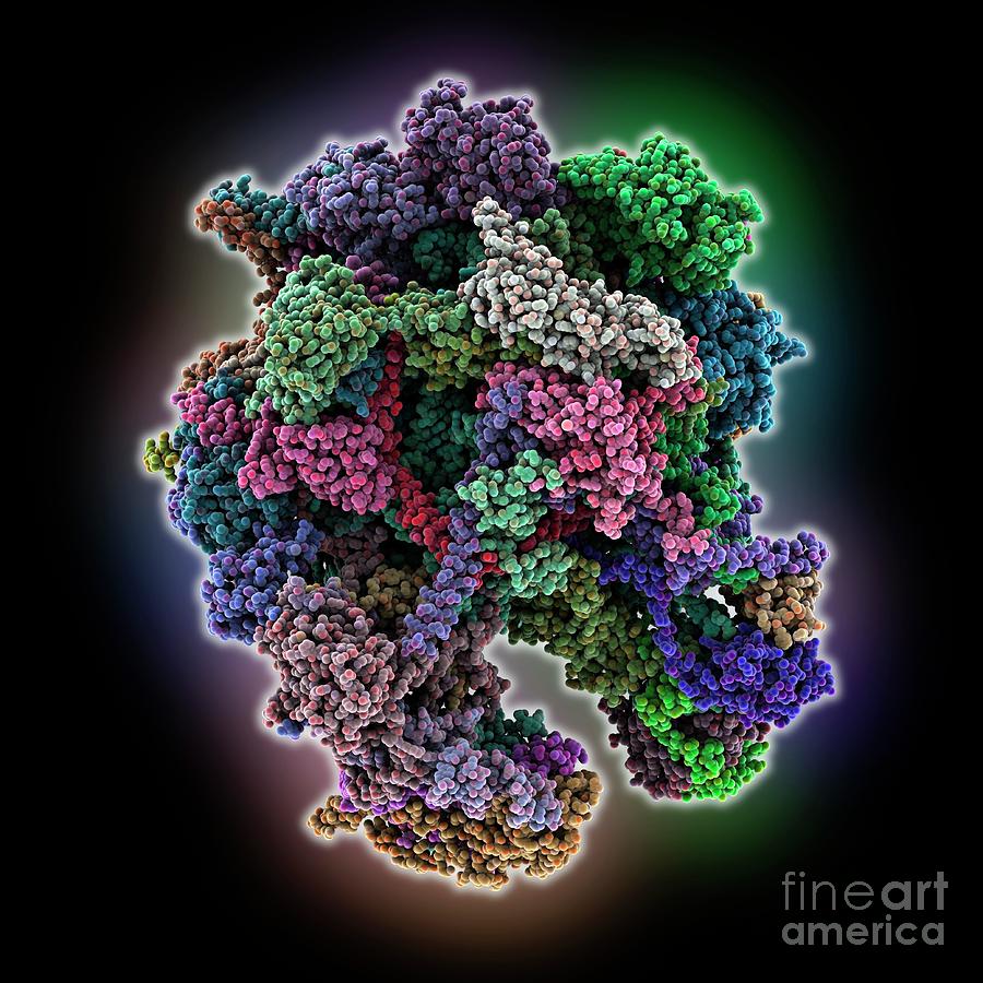 Human Mitochondrial Ribosome Complex Photograph by Laguna Design ...