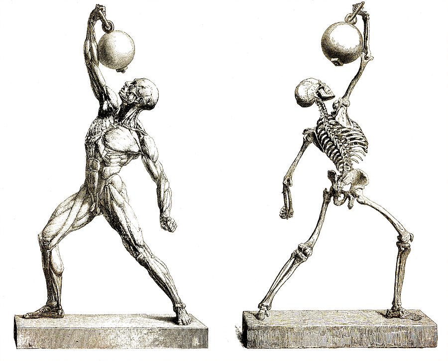 Human muscles and bones structure by Luisa Vallon Fumi Human muscles and bones structure by Luisa Vallon Fumi